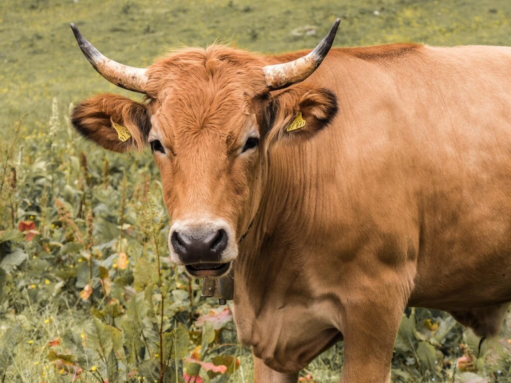 beef, livestock, agriculture, nature, horns, animal