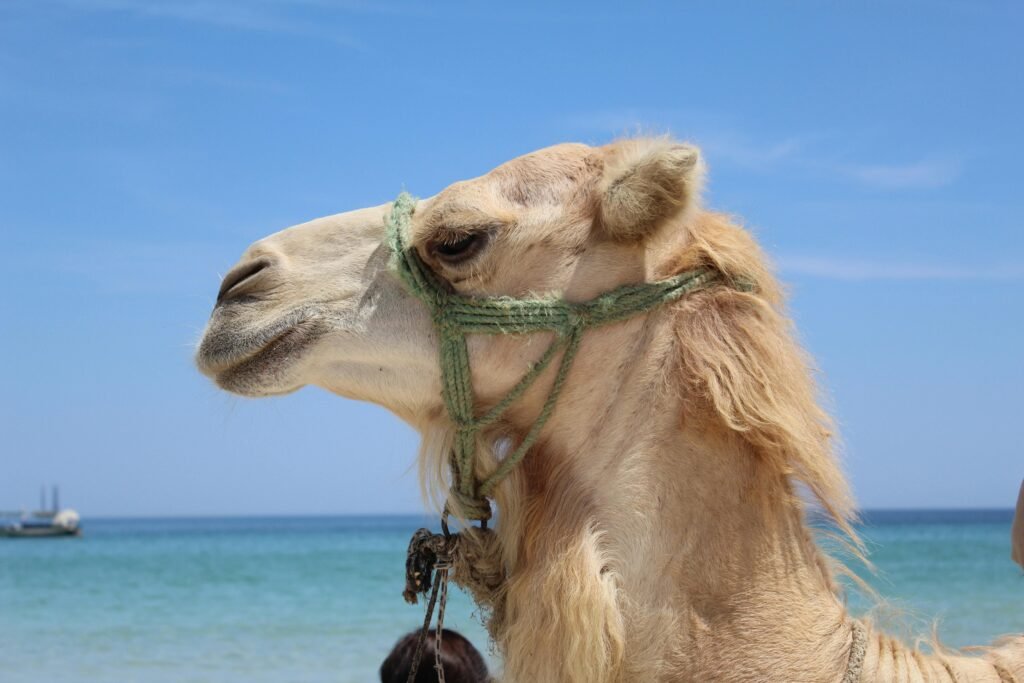 Close-up of an Arabian camel enjoying a sunny day at the beach with ocean backdrop.